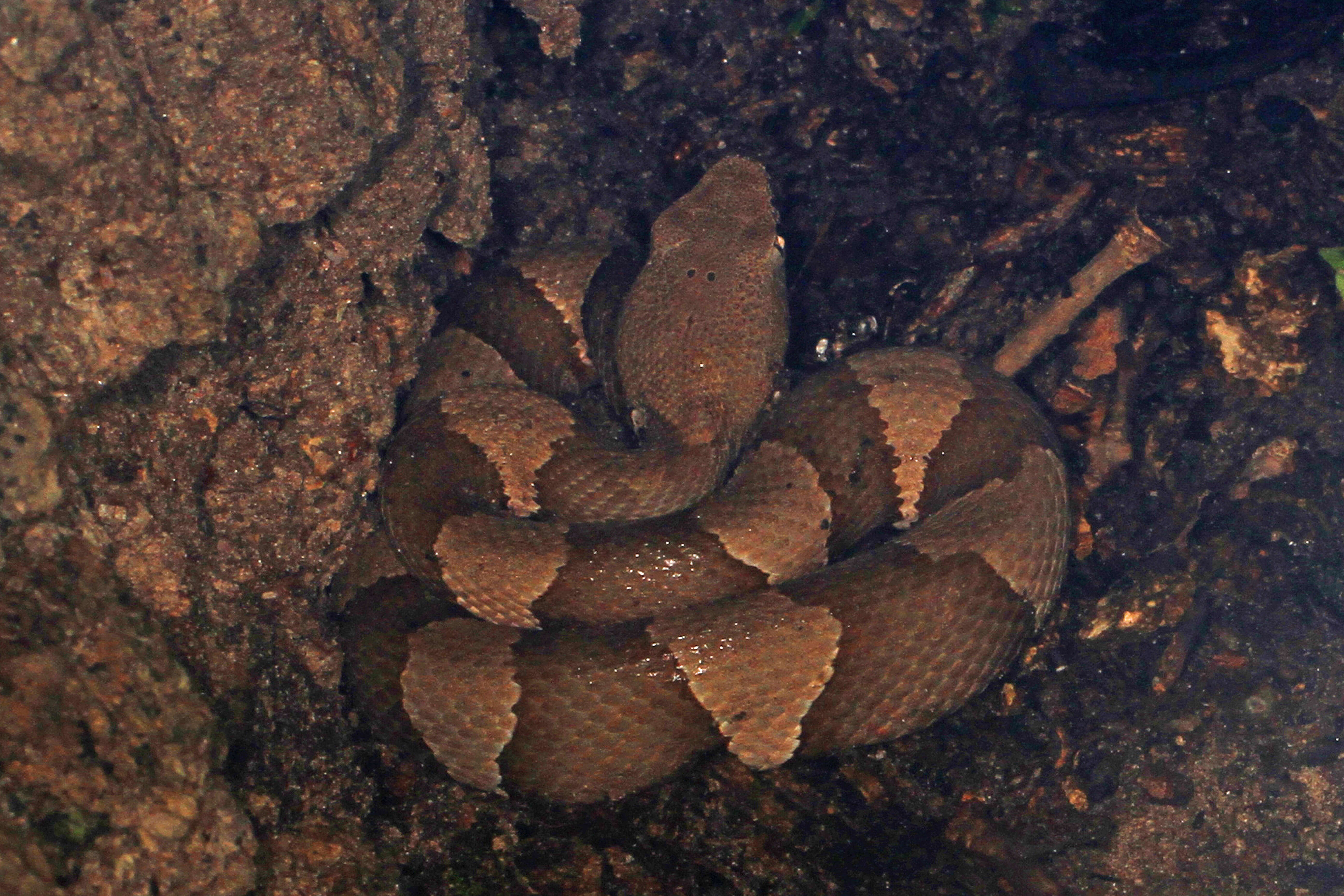 Image of Copperhead