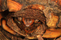 Image of Eastern box turtle