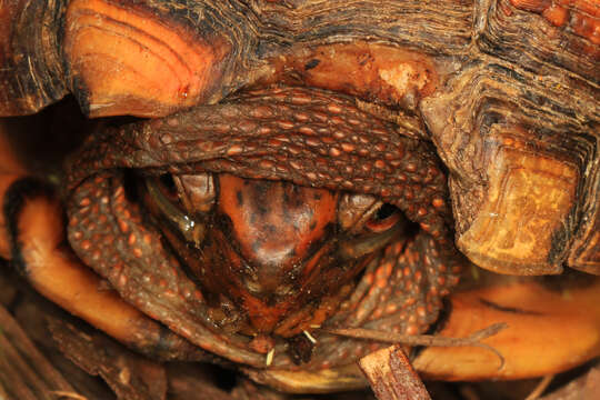 Image of Eastern box turtle