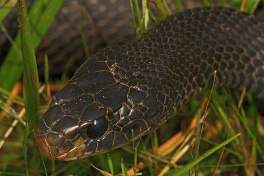 Image of Rat snakes