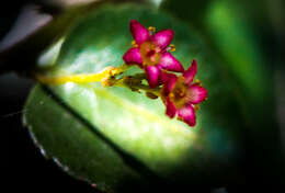 Image of Gymnosporia rubra (Harv.) Loes.