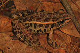 Image of pickerel frog