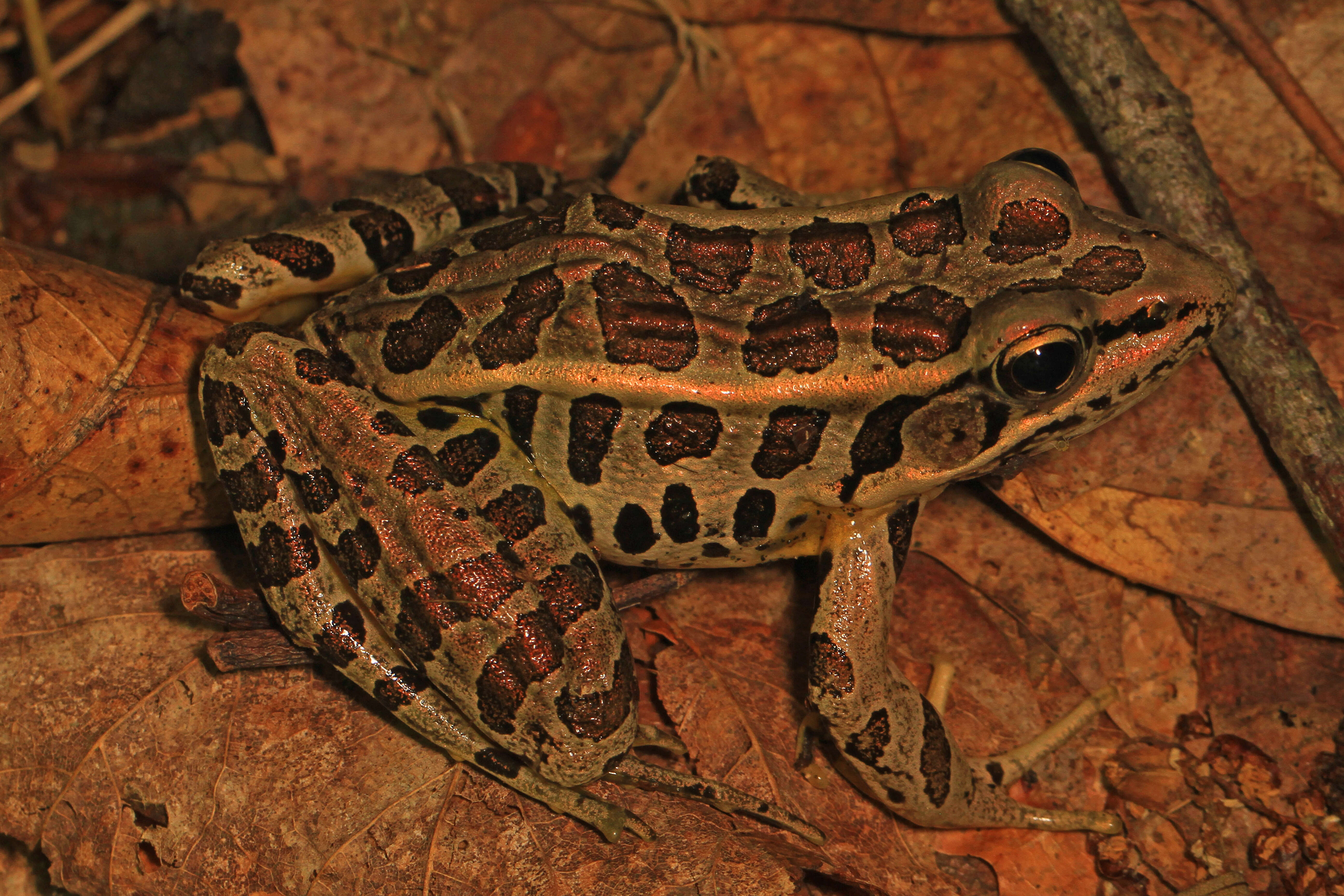 Image of pickerel frog