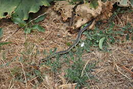 Image of Alameda Striped Racer