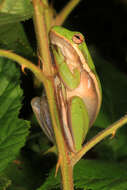 Image of American Green Treefrog