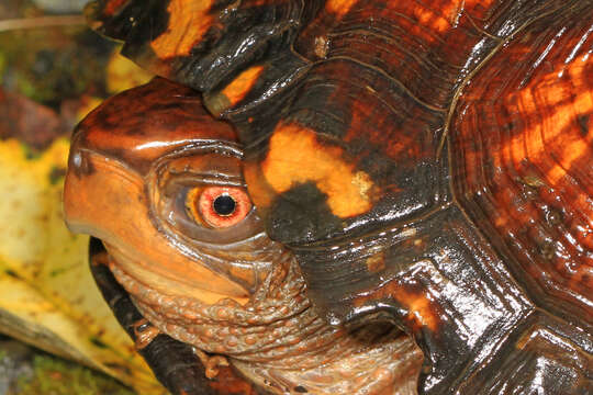 Image of Eastern box turtle