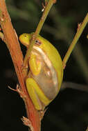 Image of American Green Treefrog