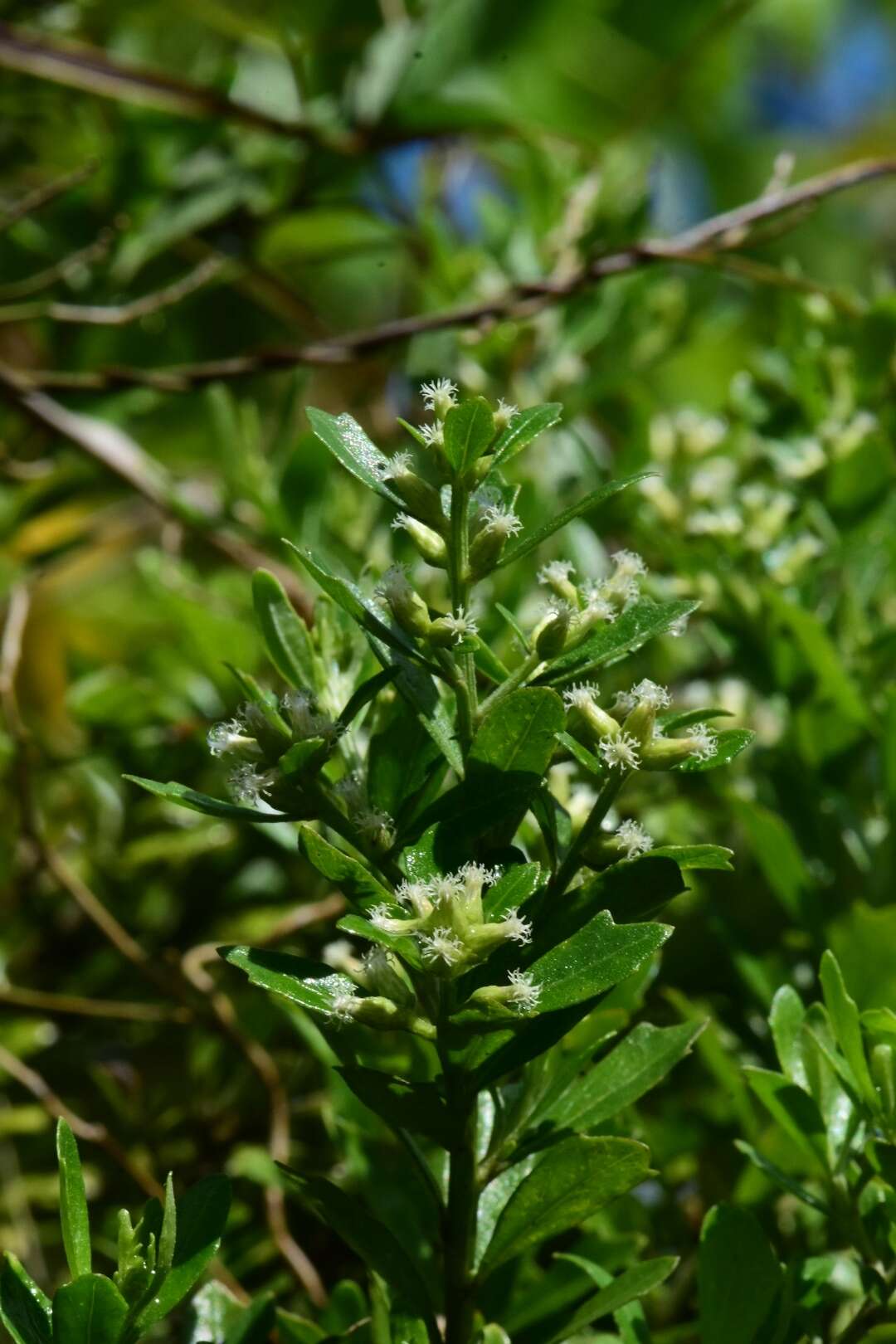 Image of Santo Domingo false willow