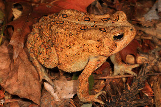 Image of American Toad