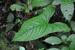 Anthurium ochranthum K. Koch resmi