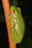 Image of American Green Treefrog