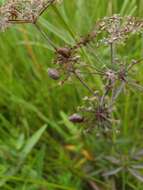 Image of spotted water hemlock