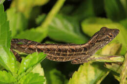 Image of Bahaman brown anole