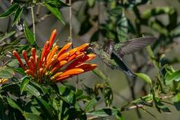 Image of Stripe-breasted Starthroat