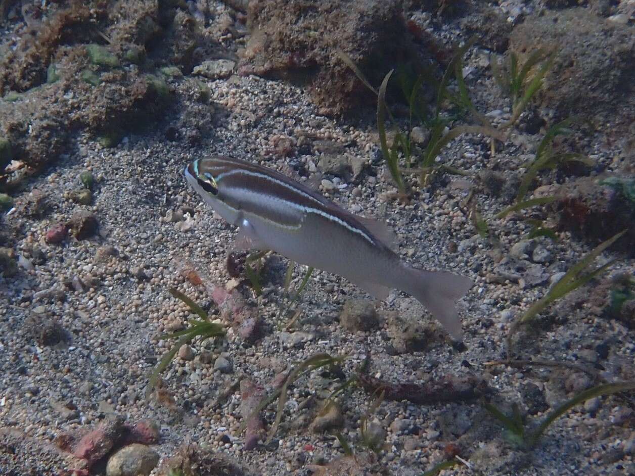 Image of Three-lined monocle bream