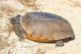 Image of (Florida) Gopher Tortoise