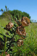 Image of Pachycarpus grandiflorus subsp. grandiflorus