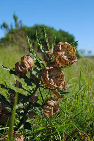 Image of Pachycarpus grandiflorus subsp. grandiflorus