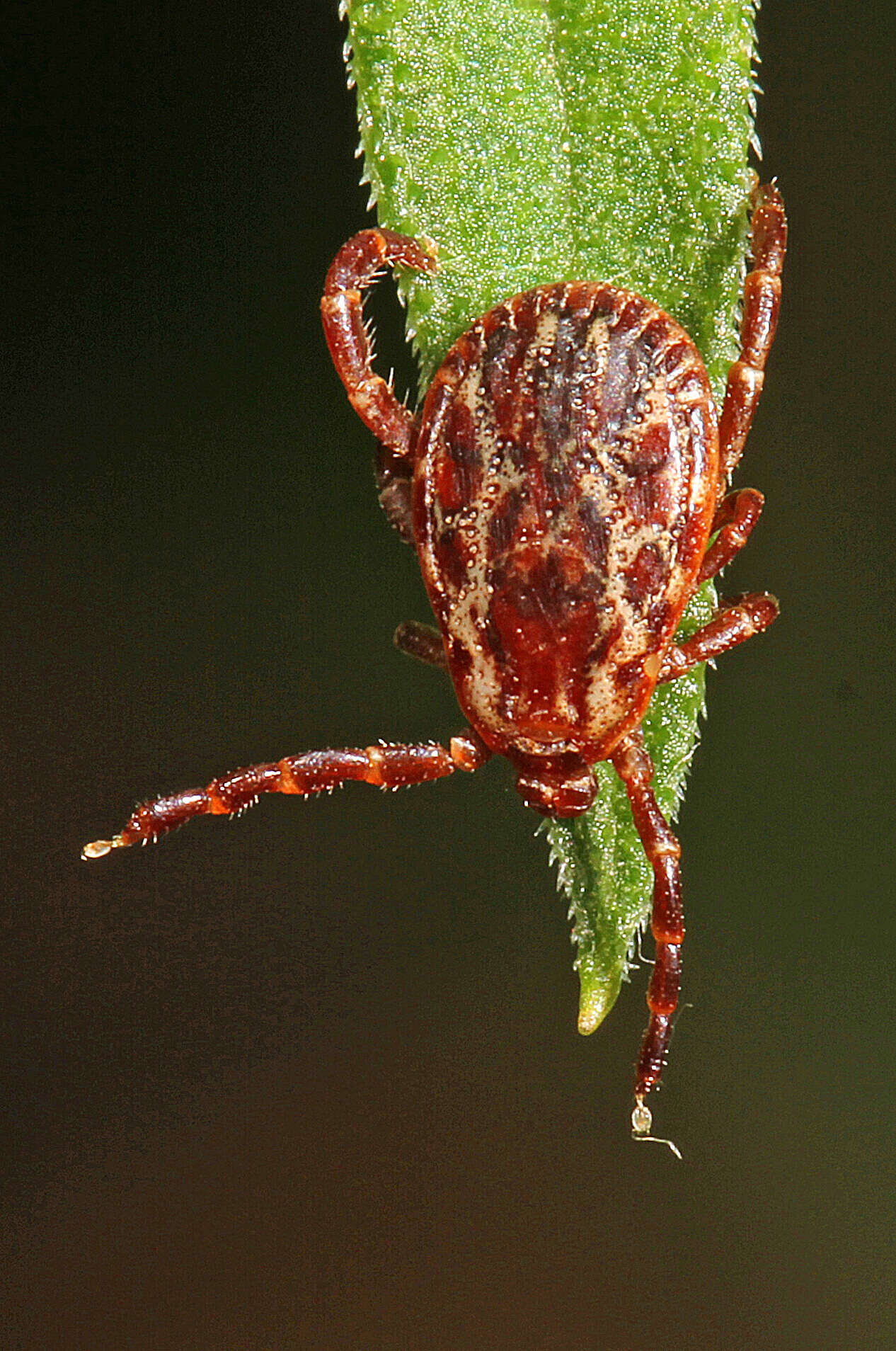 Image of American dog tick