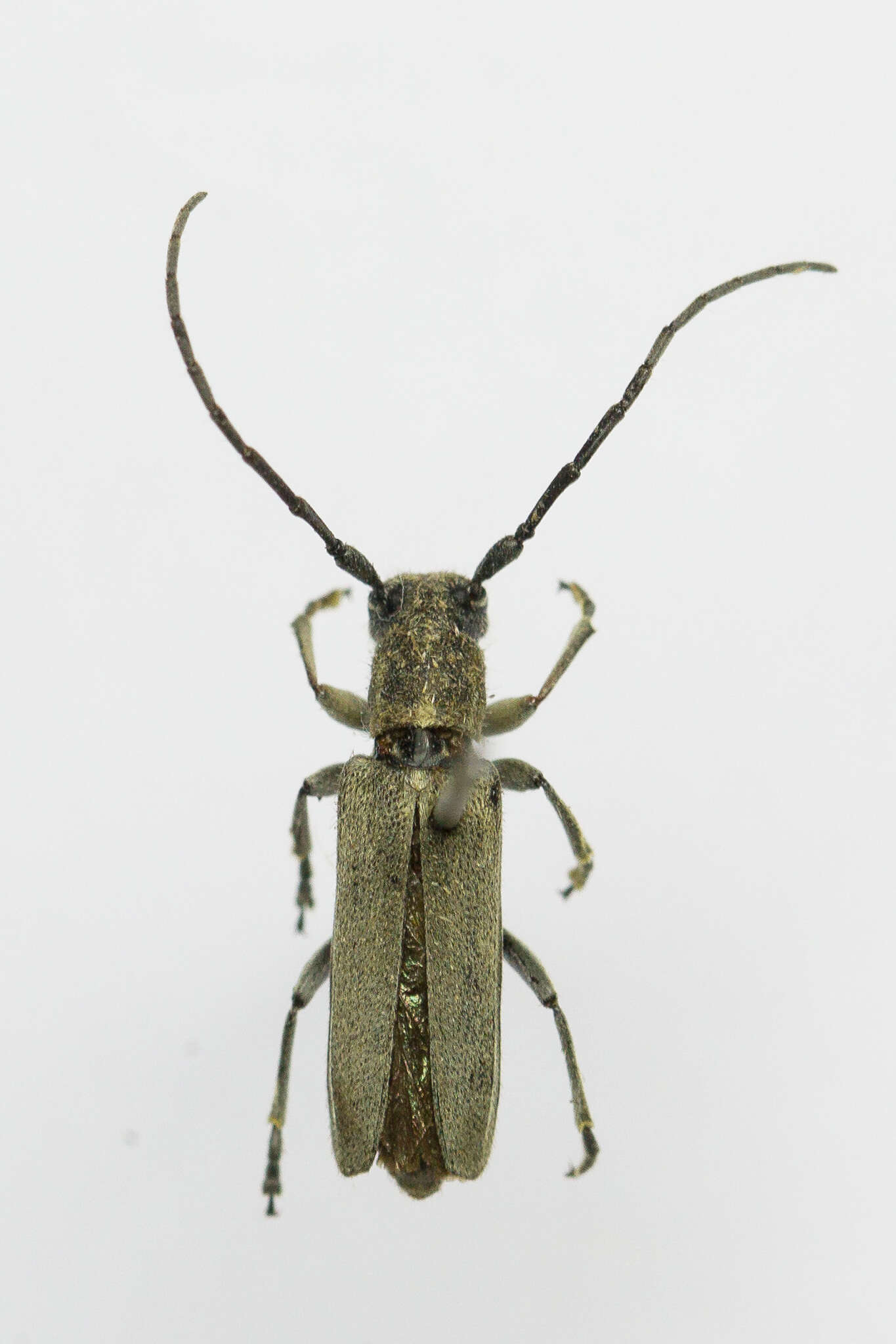 Слика од Phytoecia nigricornis (Fabricius 1782)