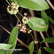 Image of Smilax glabra Roxb.