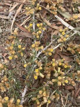 Image of Helichrysum asperum var. appressifolium (Moeser) Hilliard