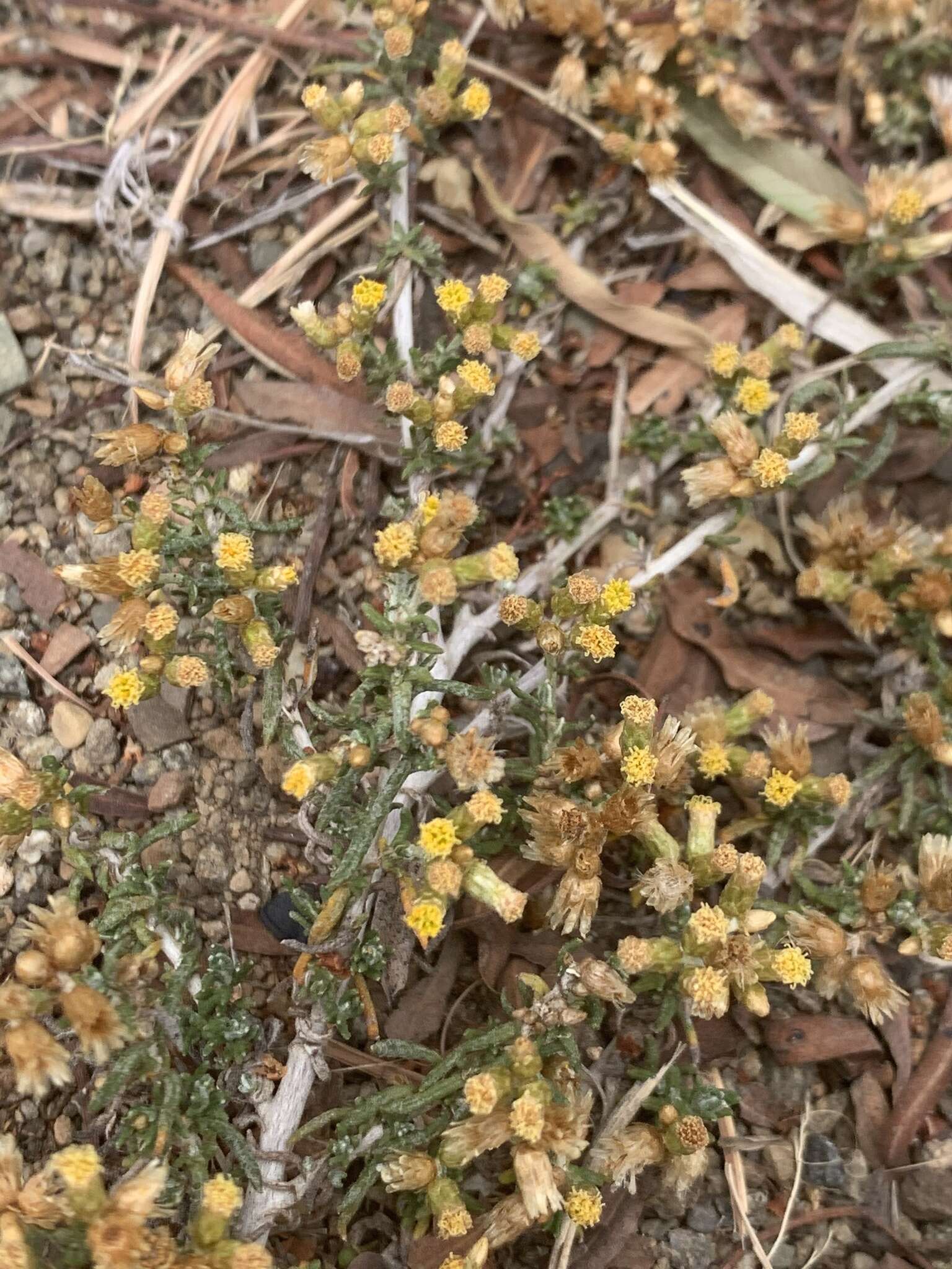 Image de Helichrysum asperum var. appressifolium (Moeser) Hilliard