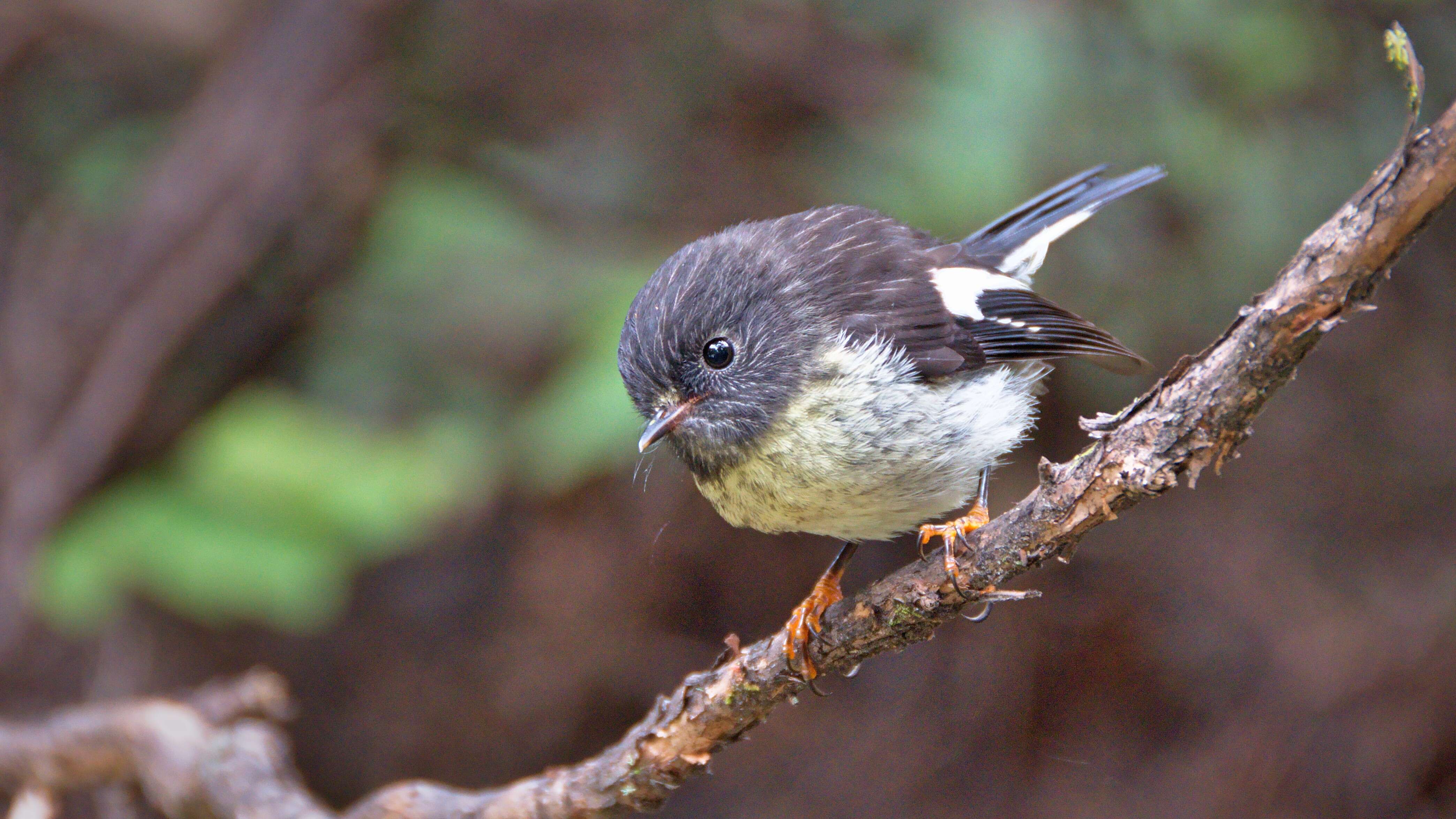 Image of New Zealand Tomtit