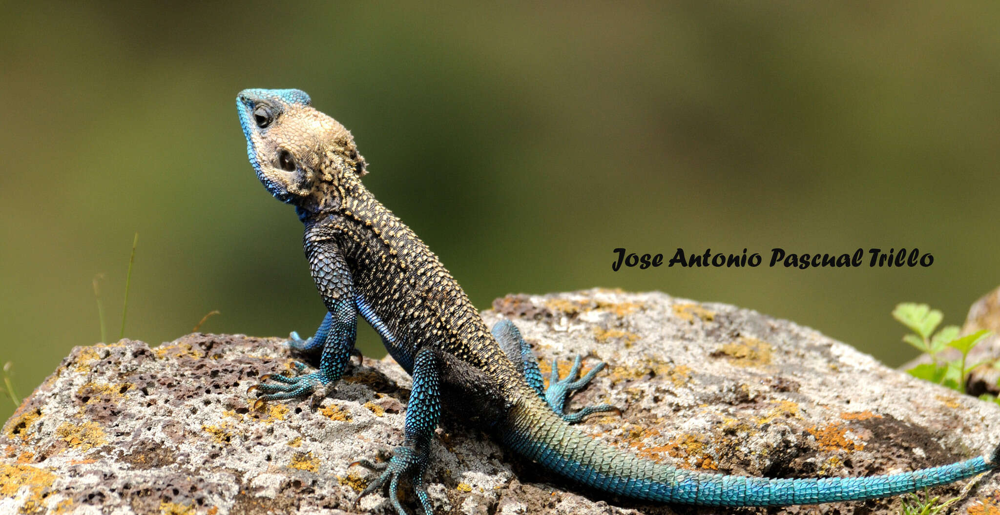 Image of Eritrean Ridgeback Agama