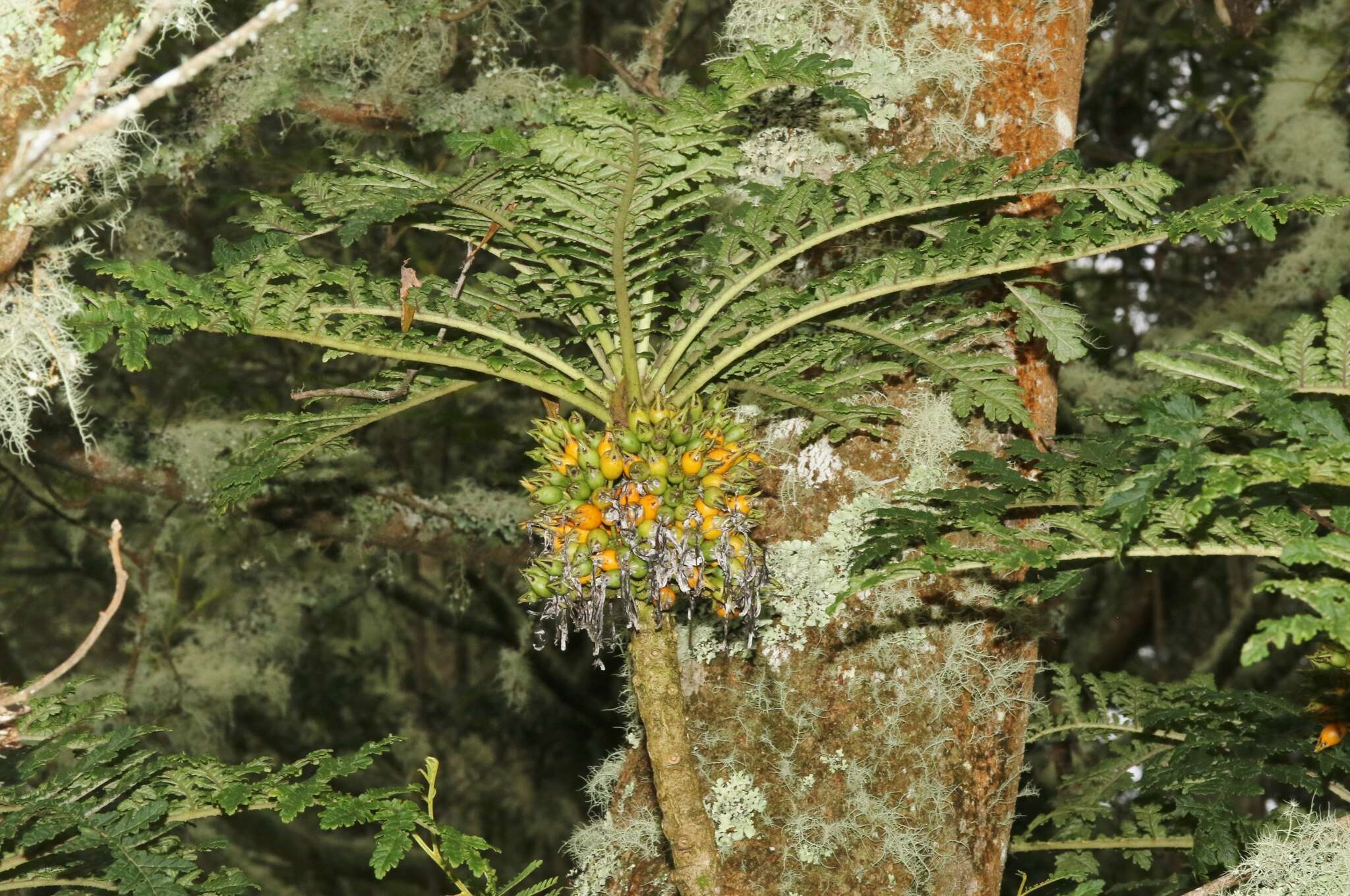 صورة Cyanea shipmanii Rock