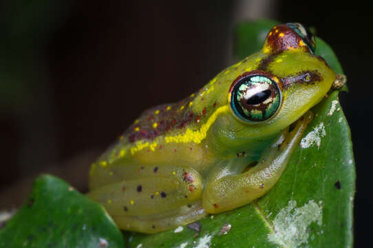 Image of Boophis bottae Vences & Glaw 2002