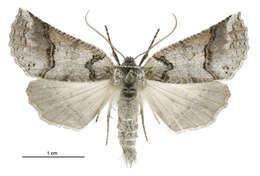 Image of Declana junctilinea Walker 1865