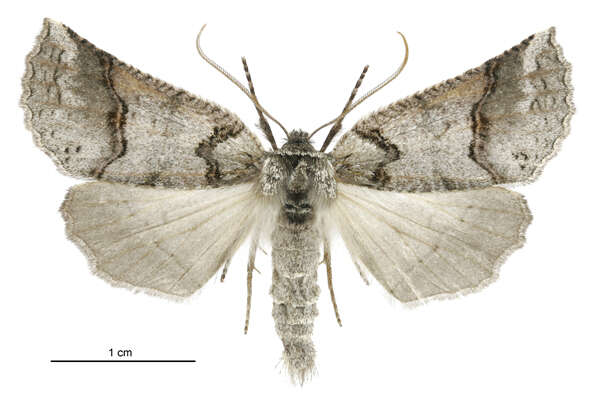 Image of Declana junctilinea Walker 1865