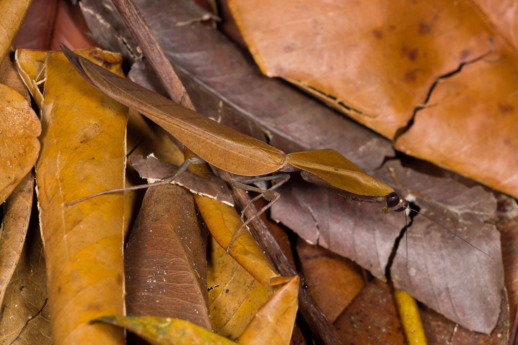 Imagem de Deroplatys truncata Guerin-Meneville 1843