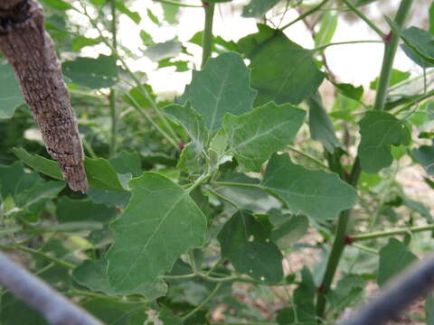 Plancia ëd Chenopodium berlandieri Moq.