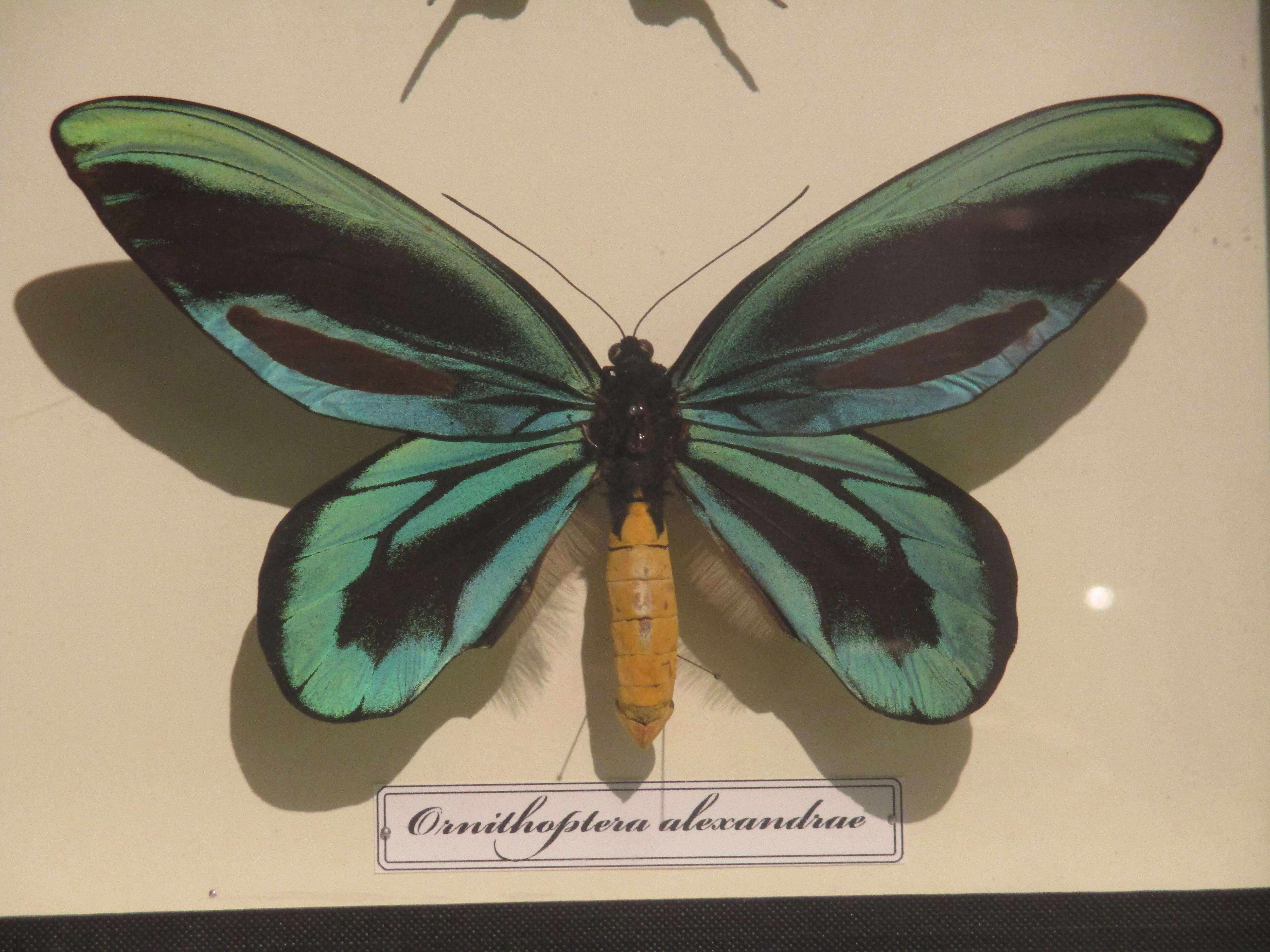 Слика од Ornithoptera alexandrae (Rothschild 1907)
