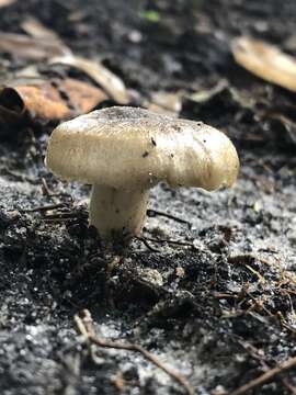 Image of Russula pulverulenta Peck 1902