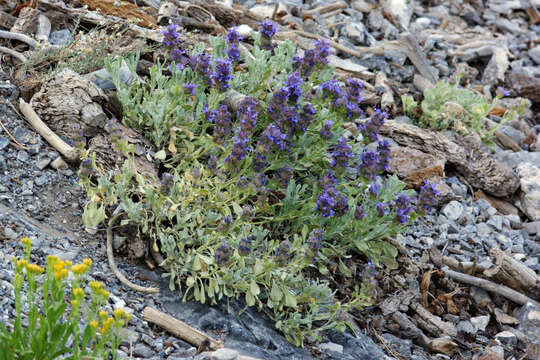 Image of Salvia dorrii var. clokeyi Strachan