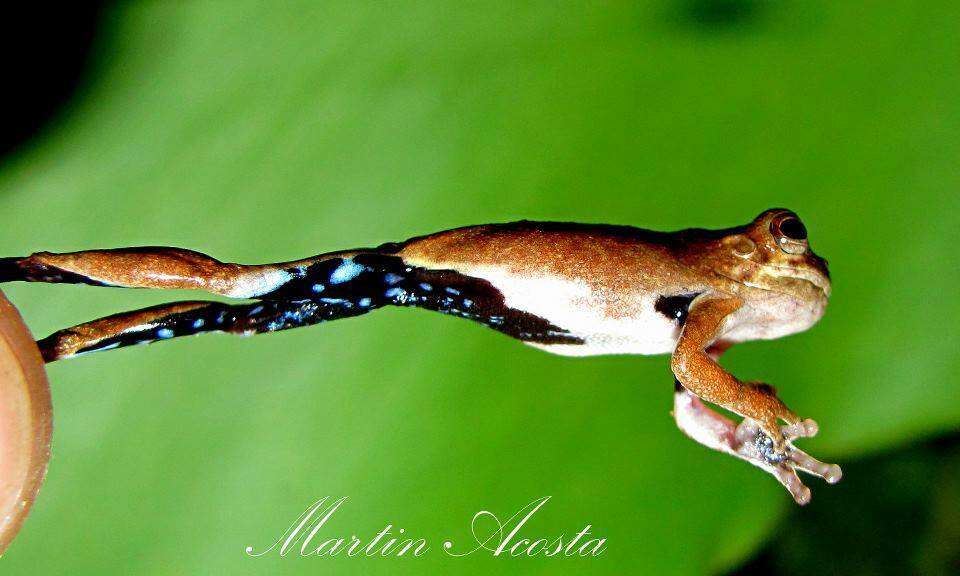 Image of Dendropsophus timbeba (Martins & Cardoso 1987)