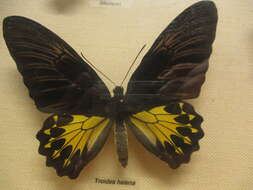 Troides helena (Linnaeus 1758) resmi