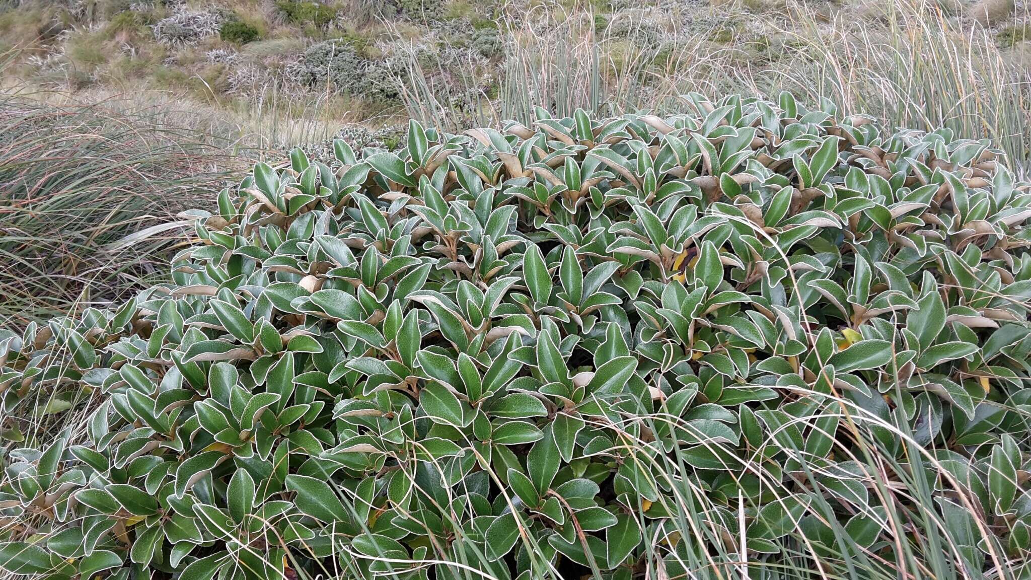 Image of Brachyglottis elaeagnifolia (Hook. fil.) B. Nord.