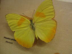 صورة Phoebis philea (Linnaeus 1763)