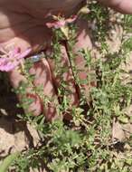 Imagem de Oenothera canescens Torr.