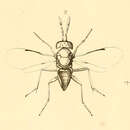 Plancia ëd Aphelinus abdominalis (Dalman 1820)