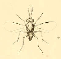 Image of Aphelinus abdominalis (Dalman 1820)