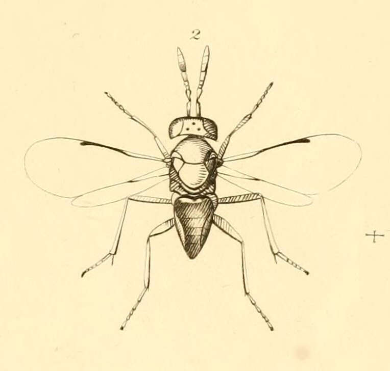 Aphelinus abdominalis (Dalman 1820) resmi