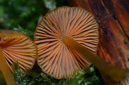 Mycena aurantiomarginata (Fr.) Quél. 1872 resmi