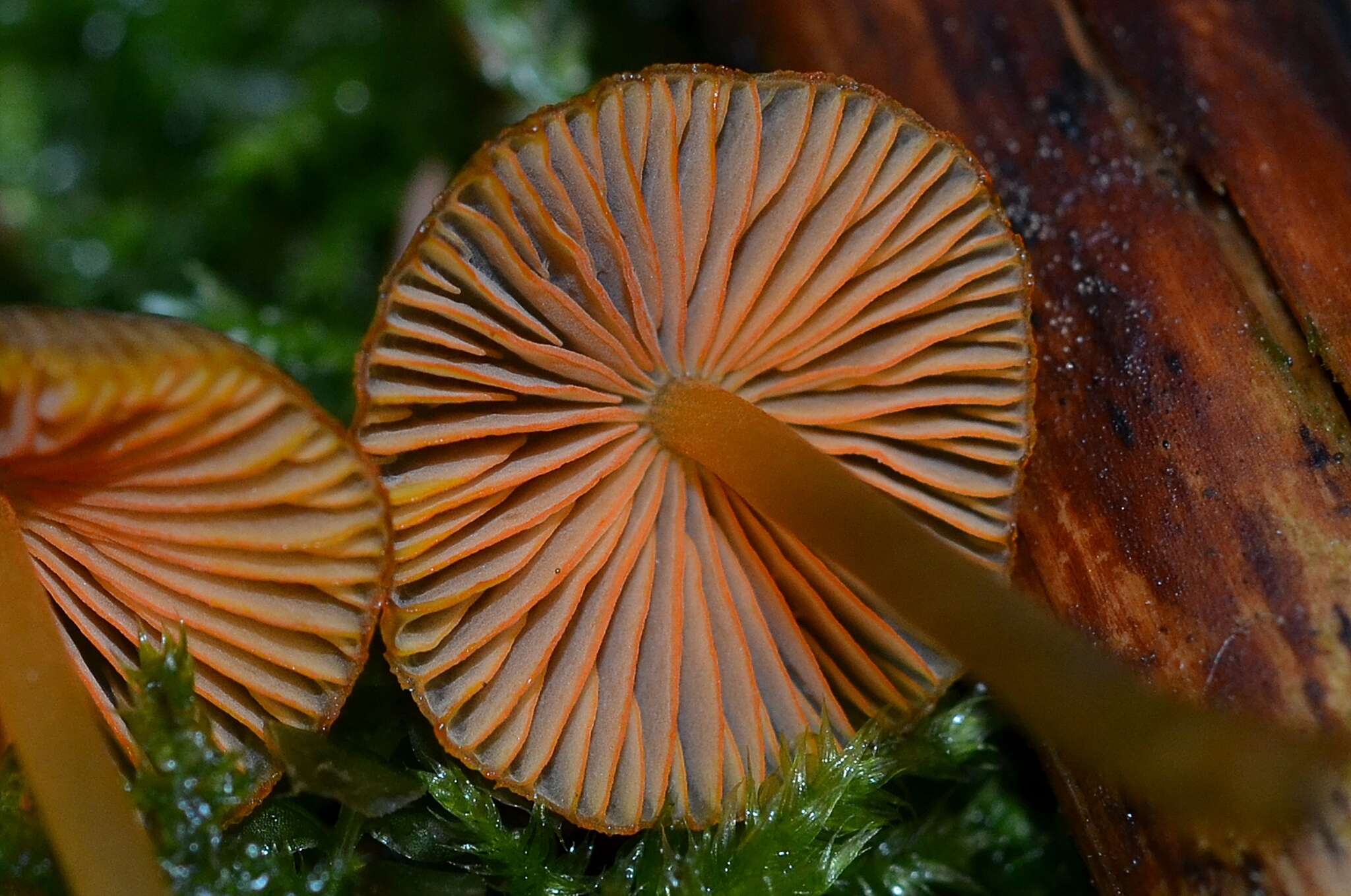 Image of Golden-edge Bonnet