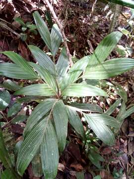 Image of Dypsis catatiana (Baill.) Beentje & J. Dransf.