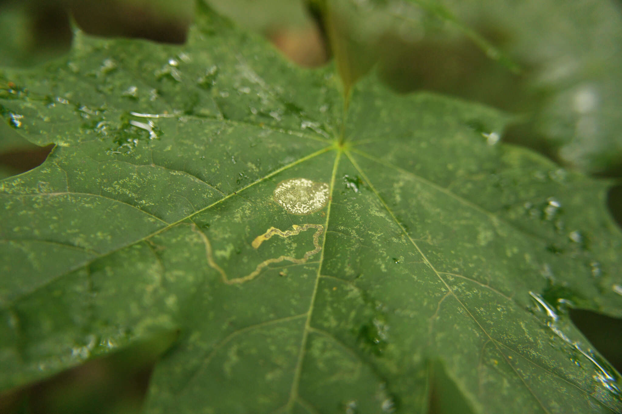 صورة Stigmella aceris (Frey 1857) Gerasimov 1952